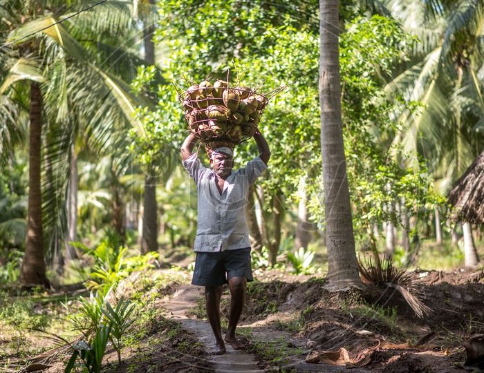 Farmers in coconut farms groves