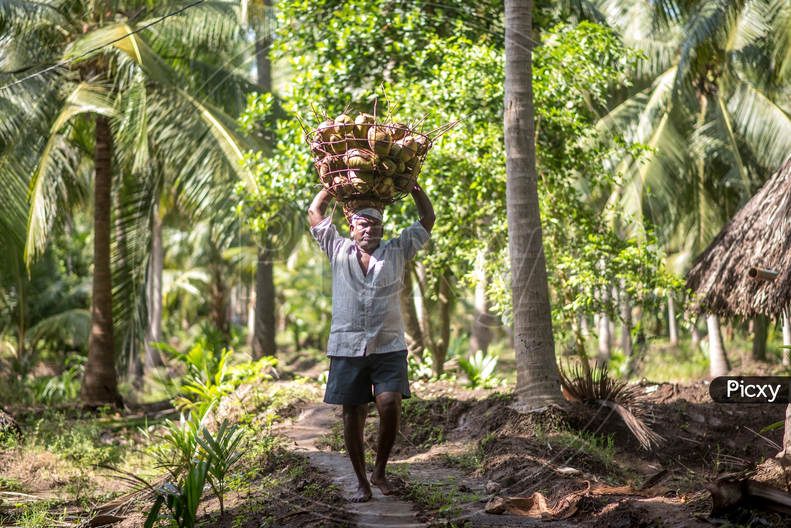 Farmers in coconut farms groves