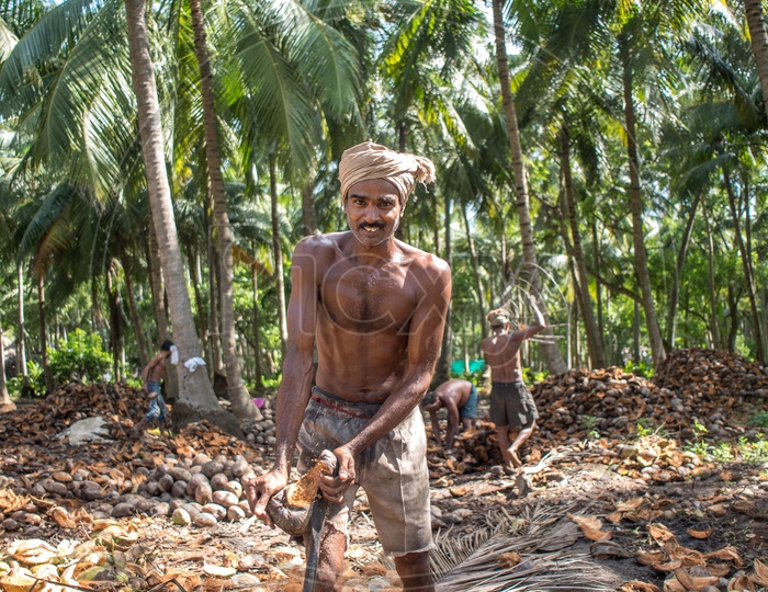 Farmers in coconut farms