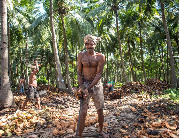 Farmers in coconut groves