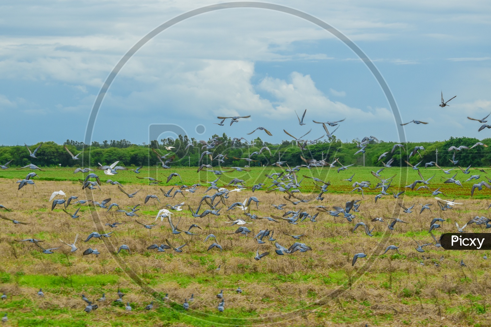 Birds flying over the Fields.