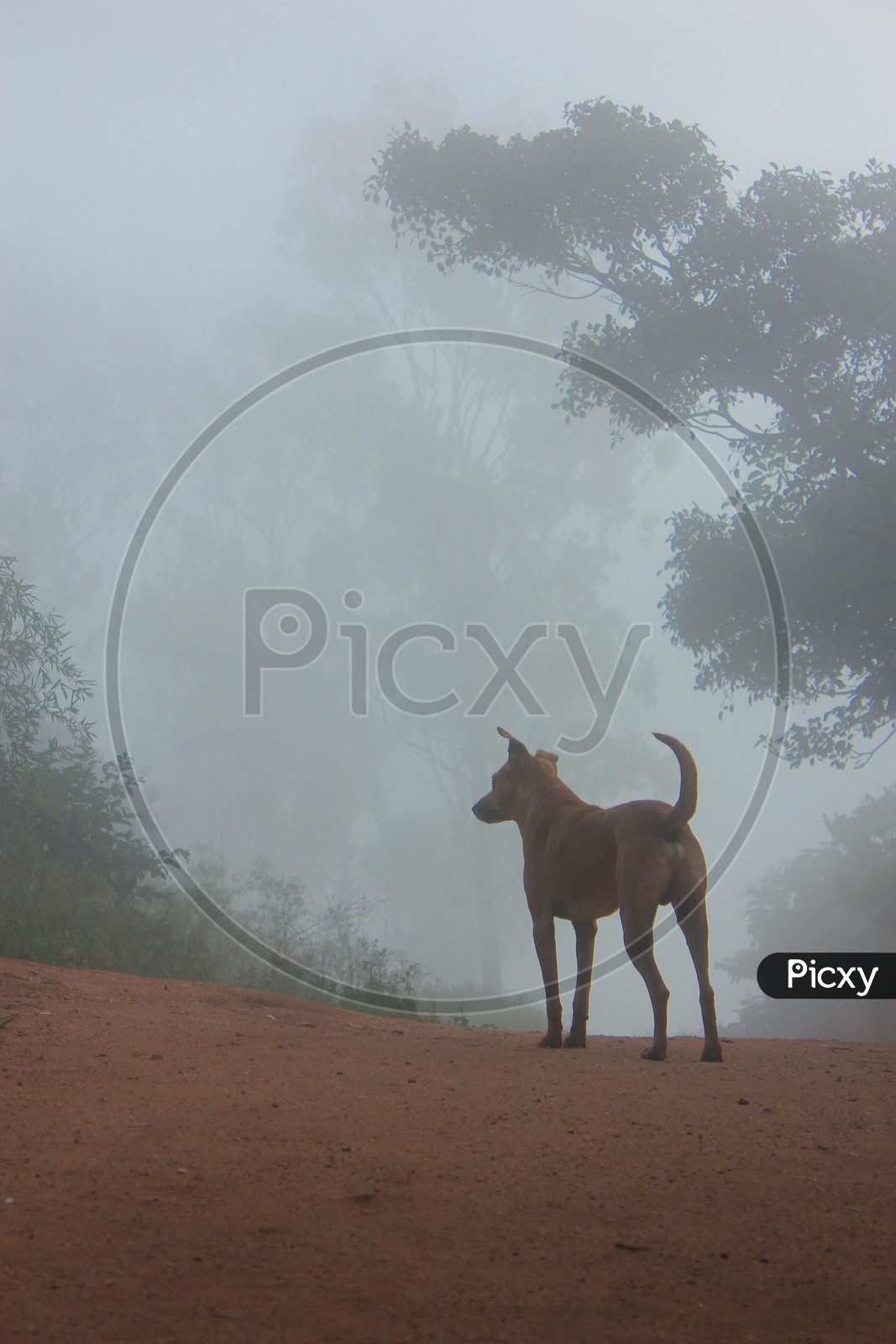 Dog in a early morning fog  bangalore
