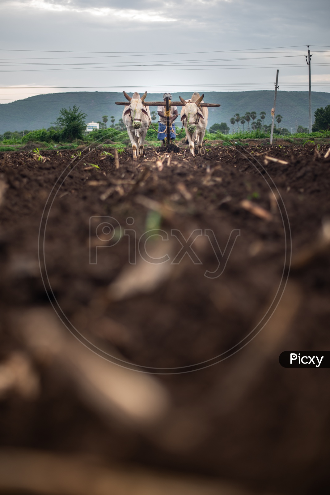 A farmer plowing/ploughing in a field/crop