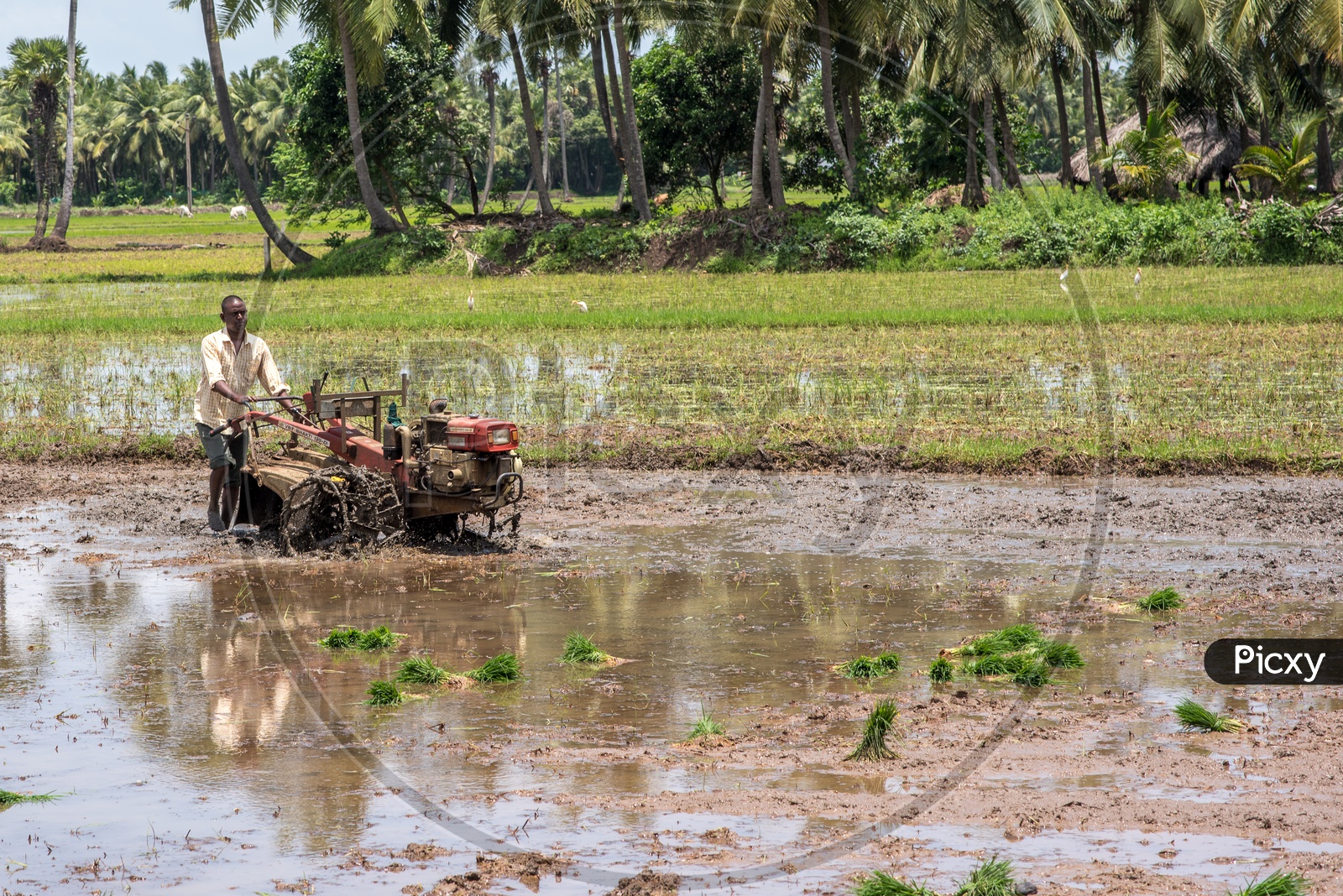 Farmers in paddy fields