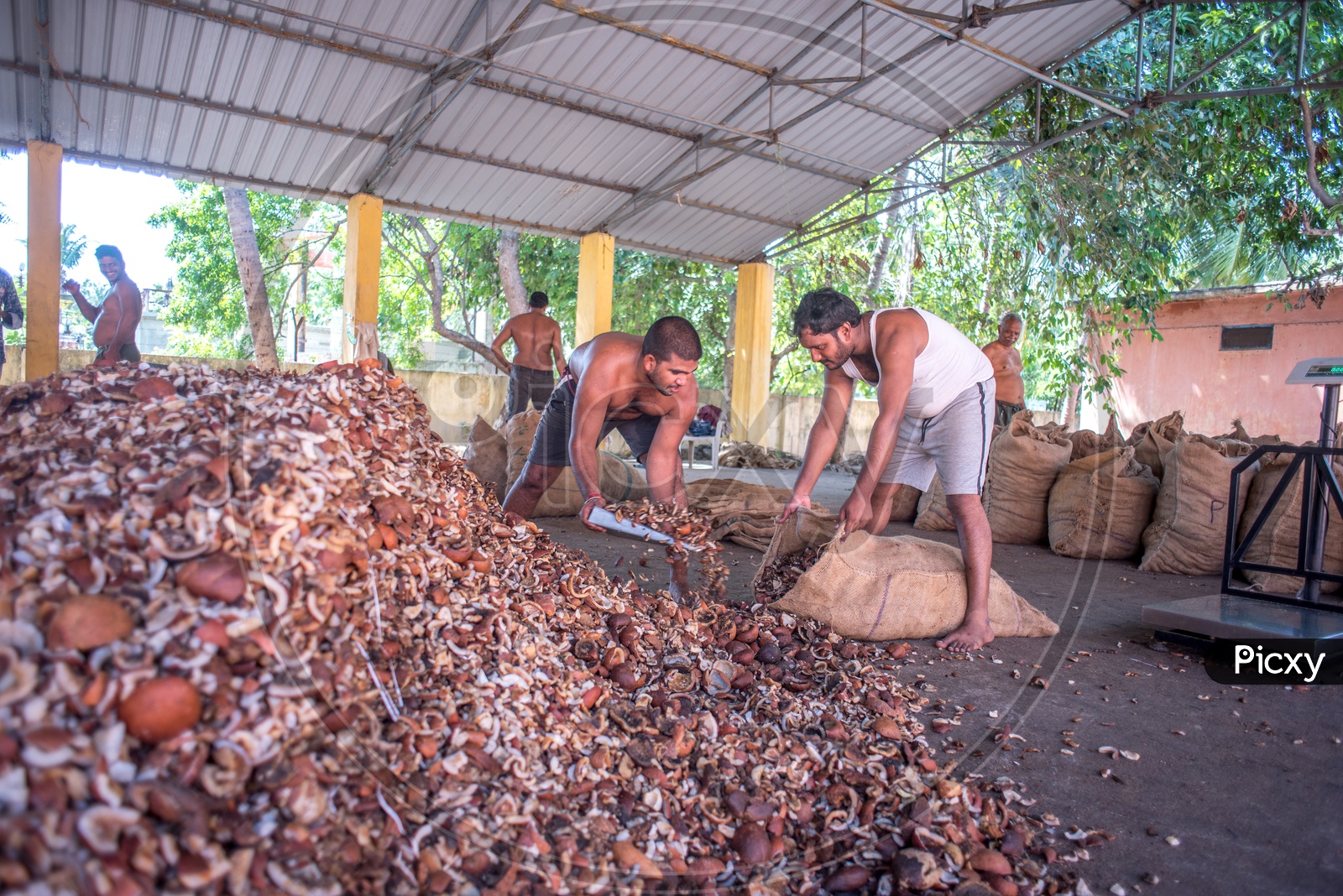 farmers filling dry coconuts in gunny bags