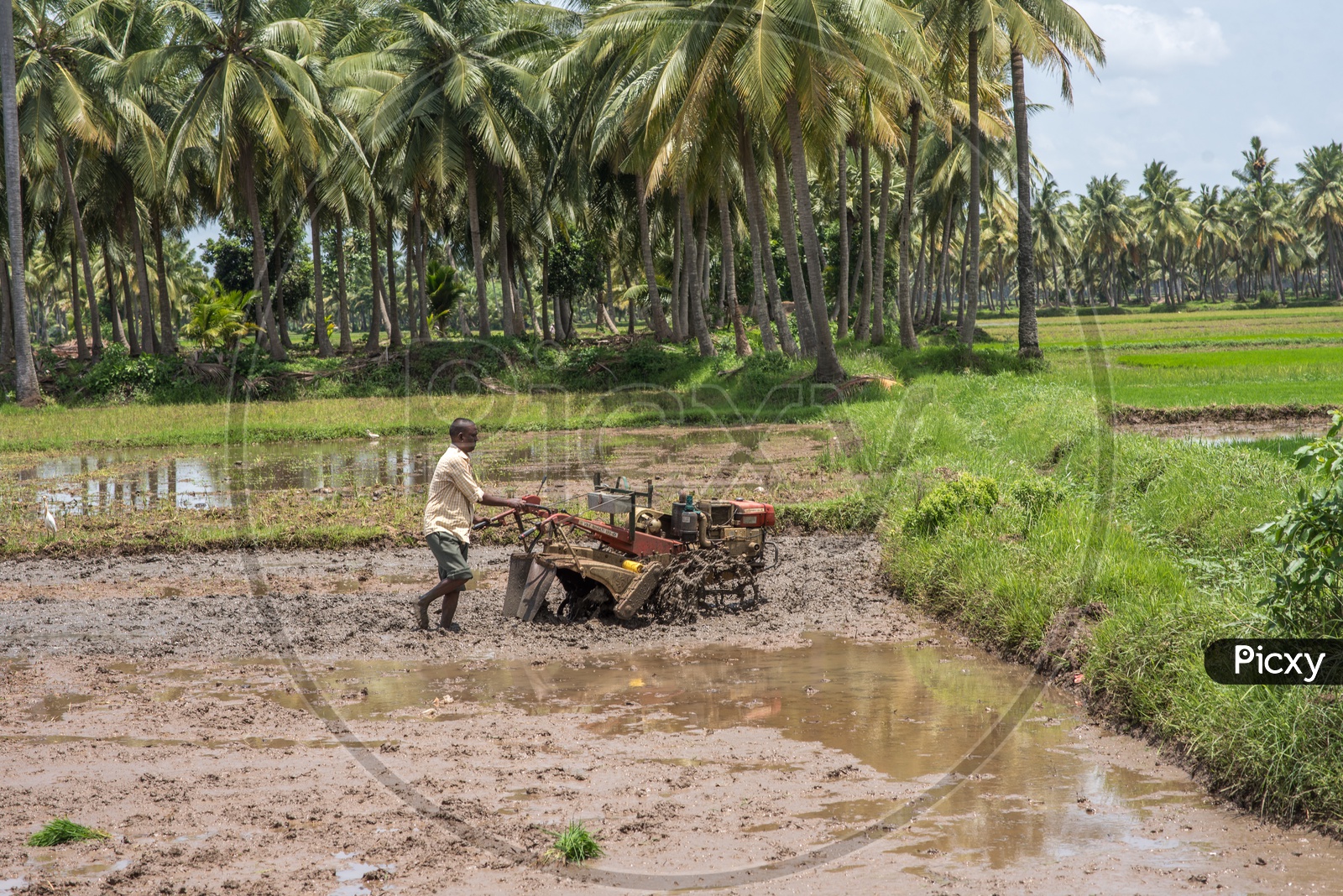 Farmers in paddy fields
