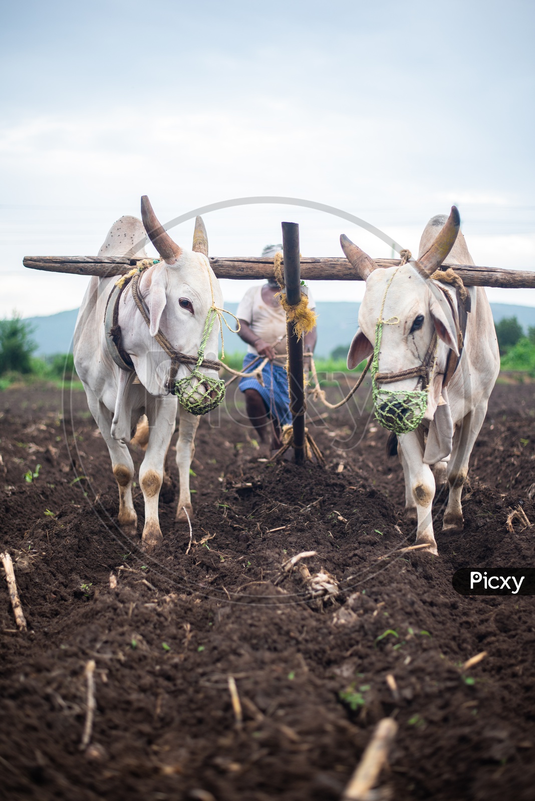 Oxen/Bulls ploughing/plowing a field for Turmeric crop