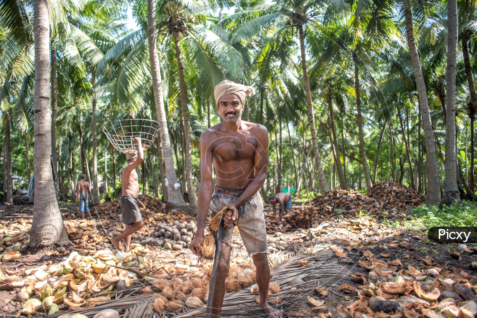 Farmers in coconut groves