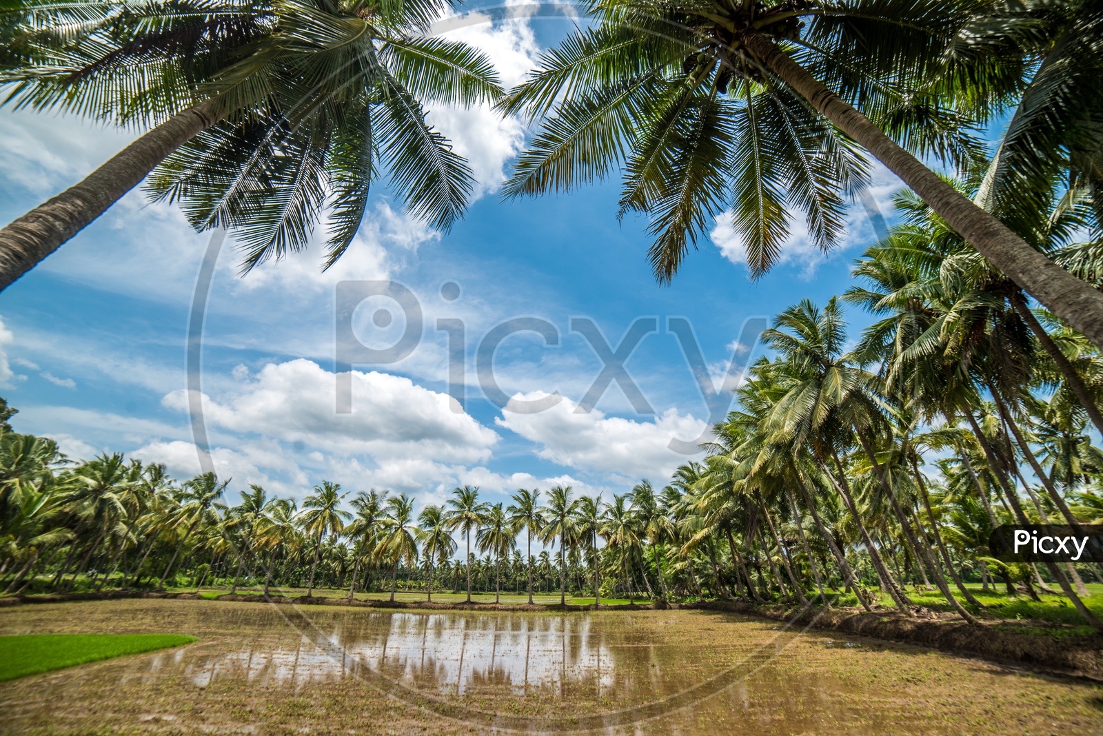 coconut farm