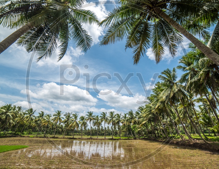 coconut farms
