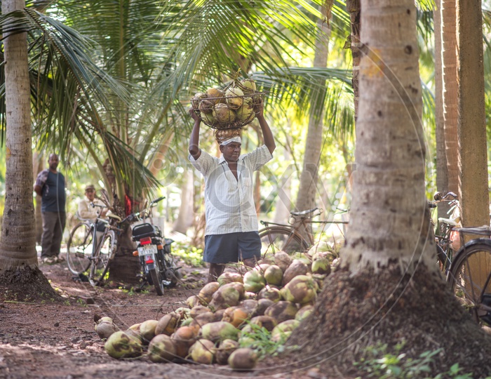 Farmers in coconut farms