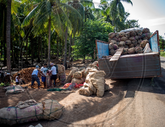 farmers filling trucks with coconuts