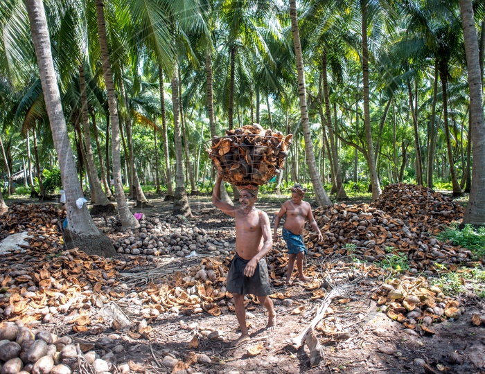 farmers in coconut groves