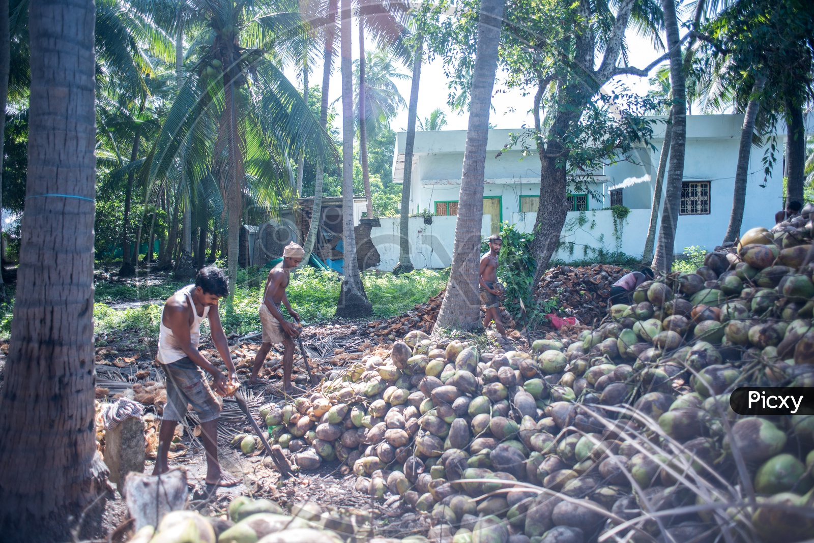 farmers in coconut farms groves