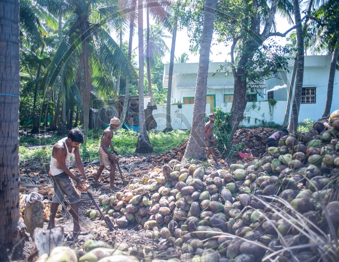 farmers in coconut farms groves