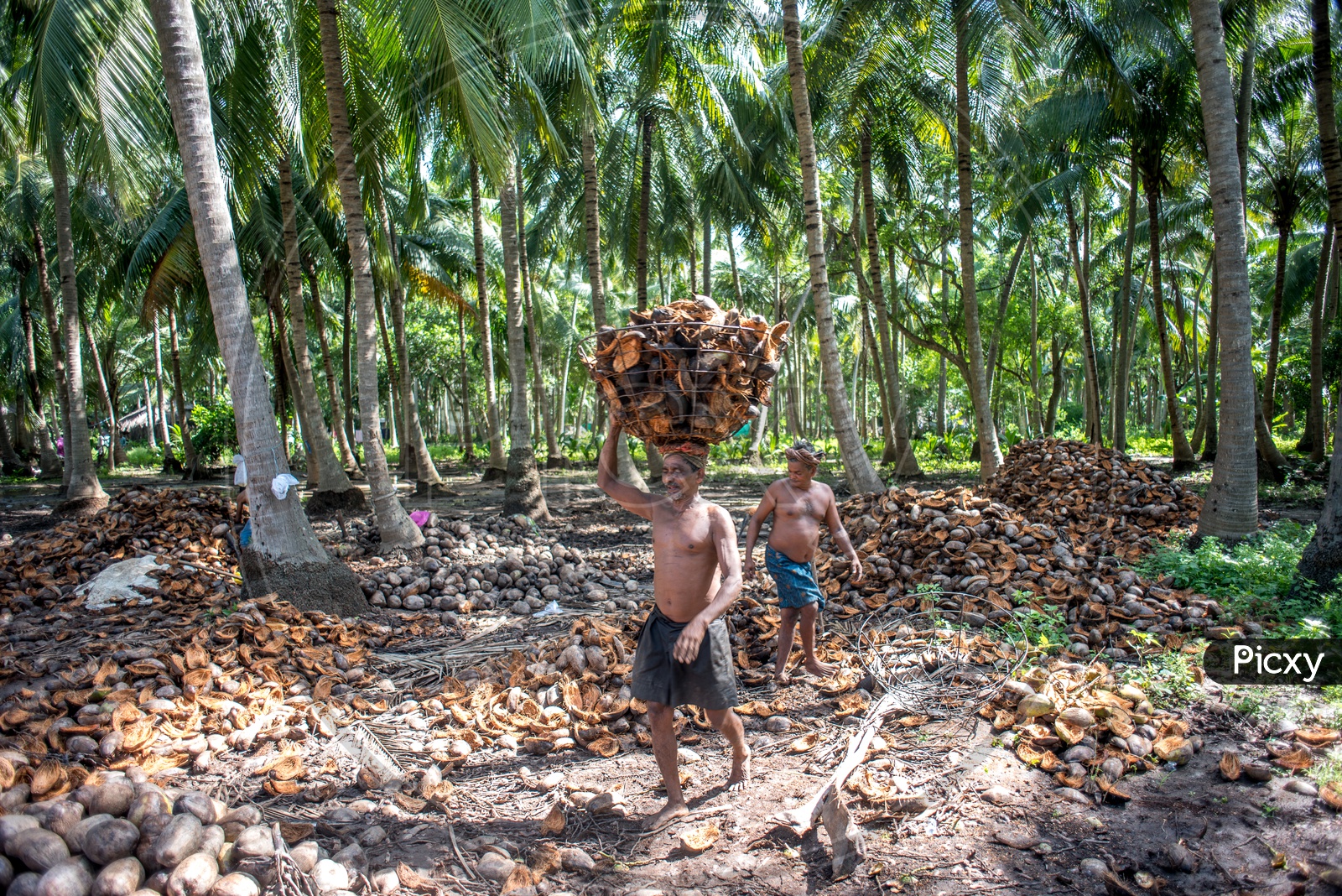 farmers in coconut groves