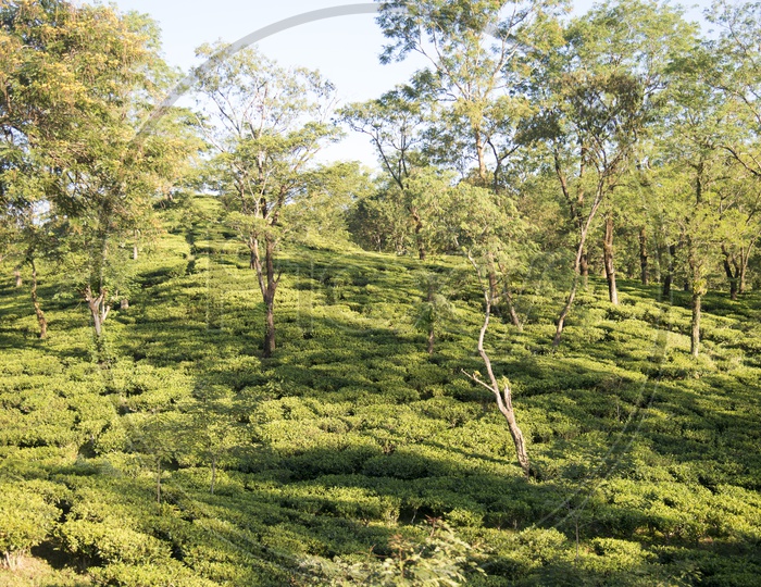 Greenery in Silchar, Assam