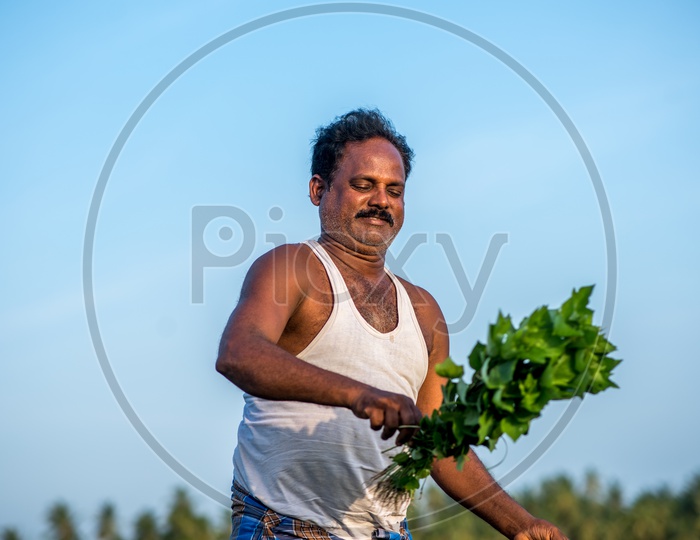 farmer in leafy vegetable fields