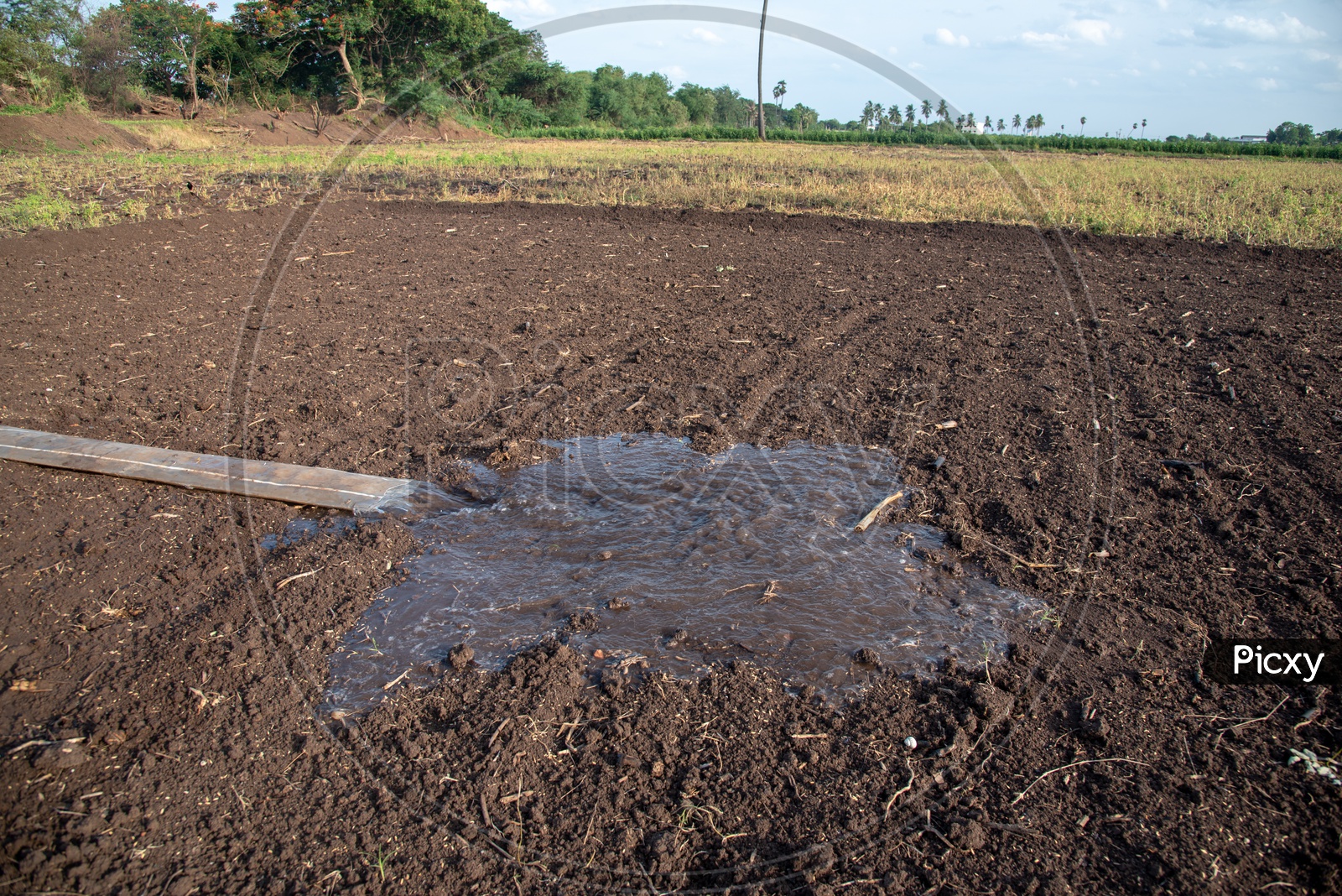 Water Pumping into a field after throwing Paddy seeds