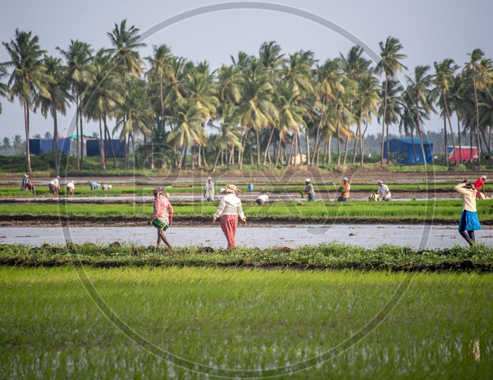 farmers in paddy fields