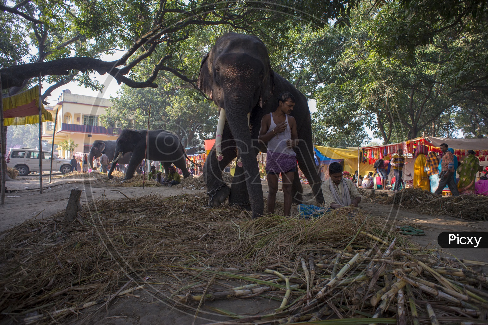 Elephant Eating Sugar Canes