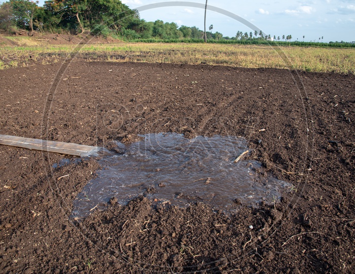 Water Pumping into a field after throwing Paddy seeds