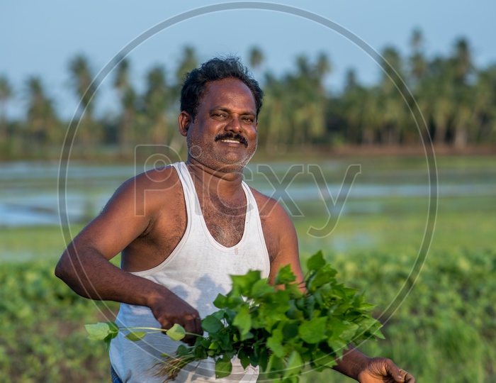 farmer in leafy vegetable fields