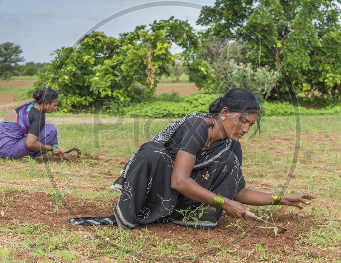 Women Farmers working in Field