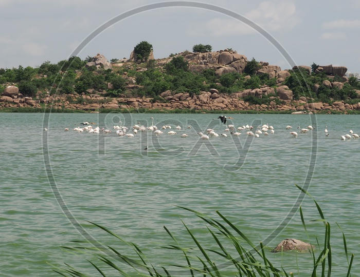 Flamingoes at Ameenpur Lake