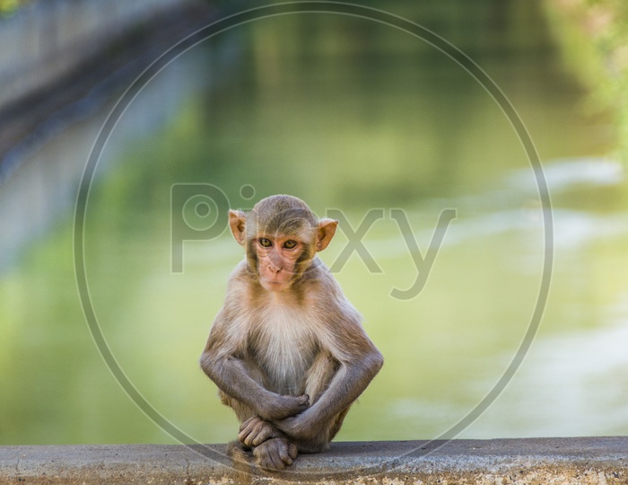 Monkey near Kinnerasani Dam