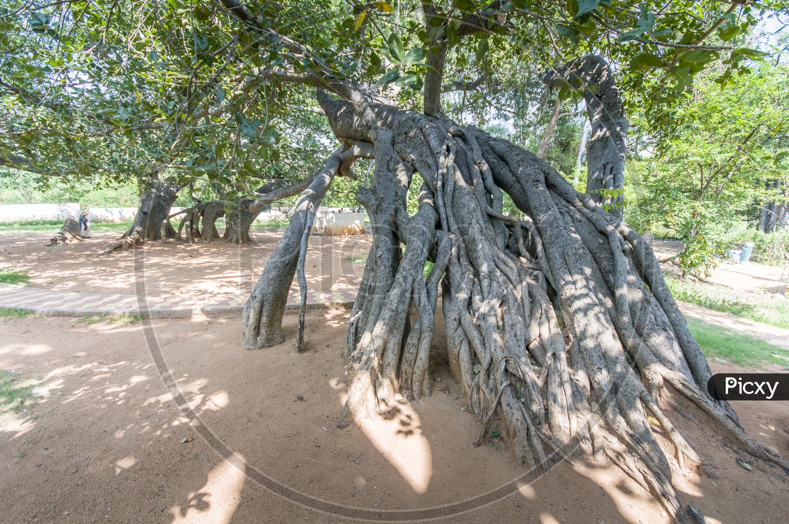 Pillala Marri Giant Banyan Tree
