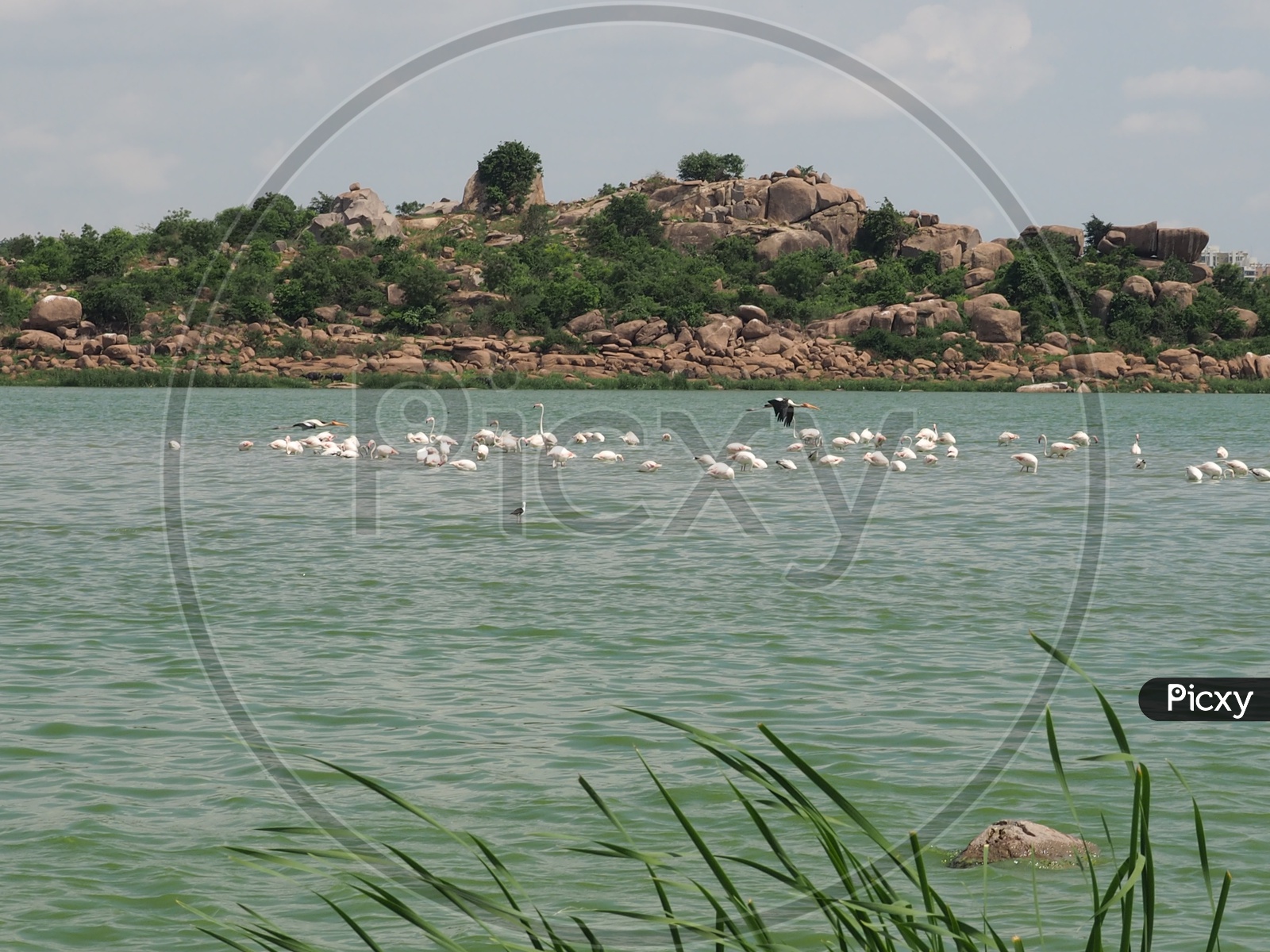 Flamingoes at Ameenpur Lake