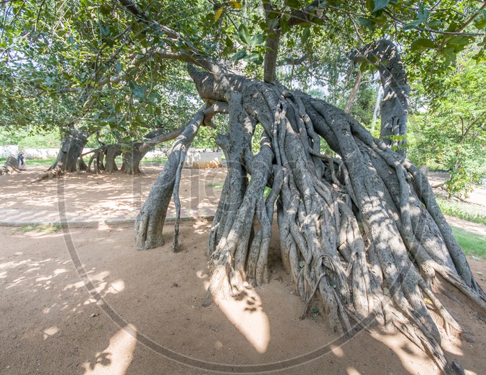 Pillala Marri Giant Banyan Tree