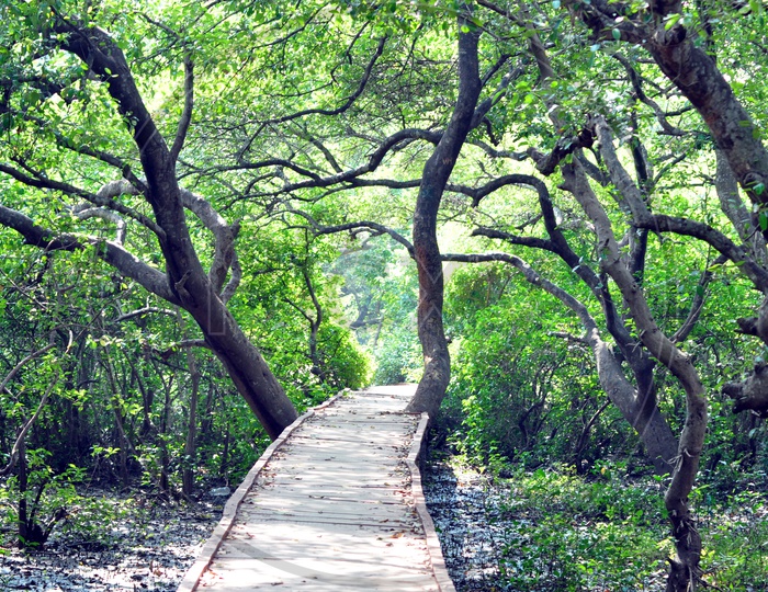Wooden pathway