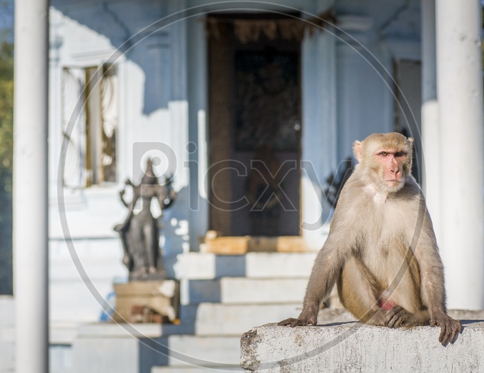 Monkey by the temple