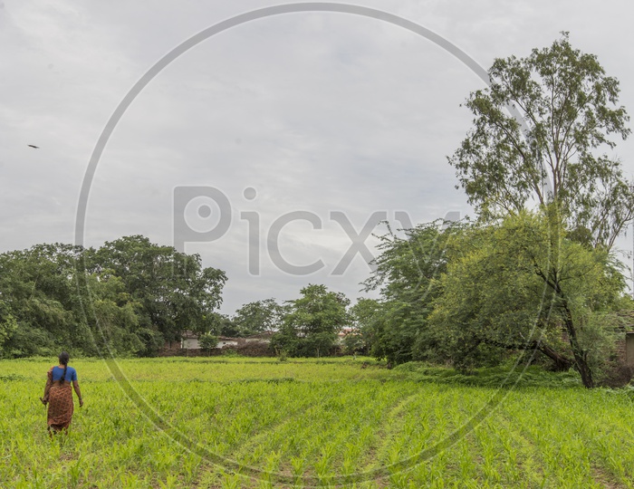 Woman Farmer in Paddy Fields