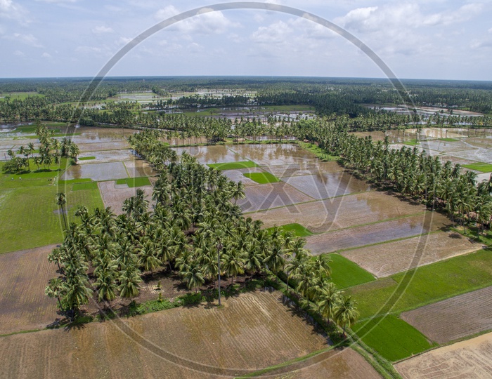 Paddy fields and coconut groves