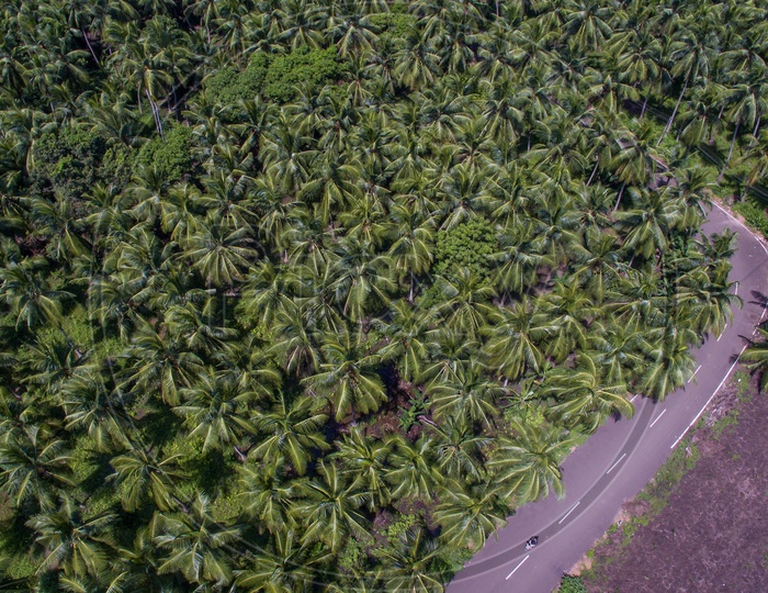 road in between coconut farms