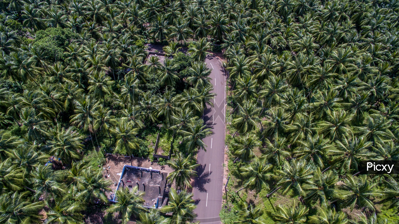 road in between coconut farms