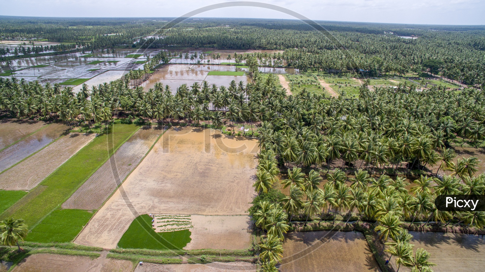 Paddy fields and coconut farms