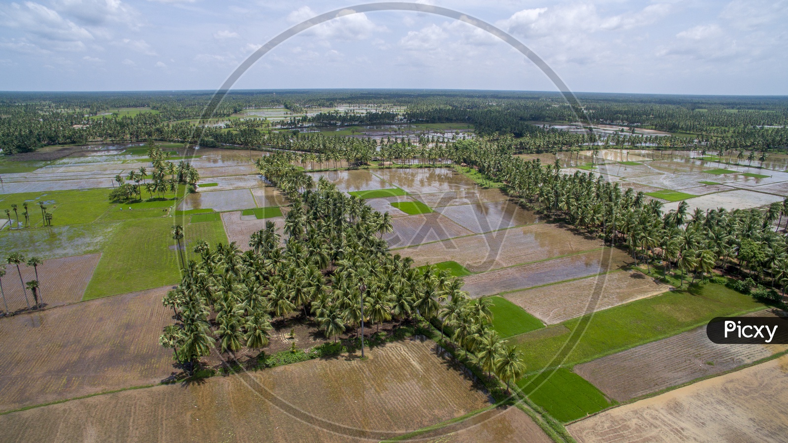 Paddy fields and coconut groves
