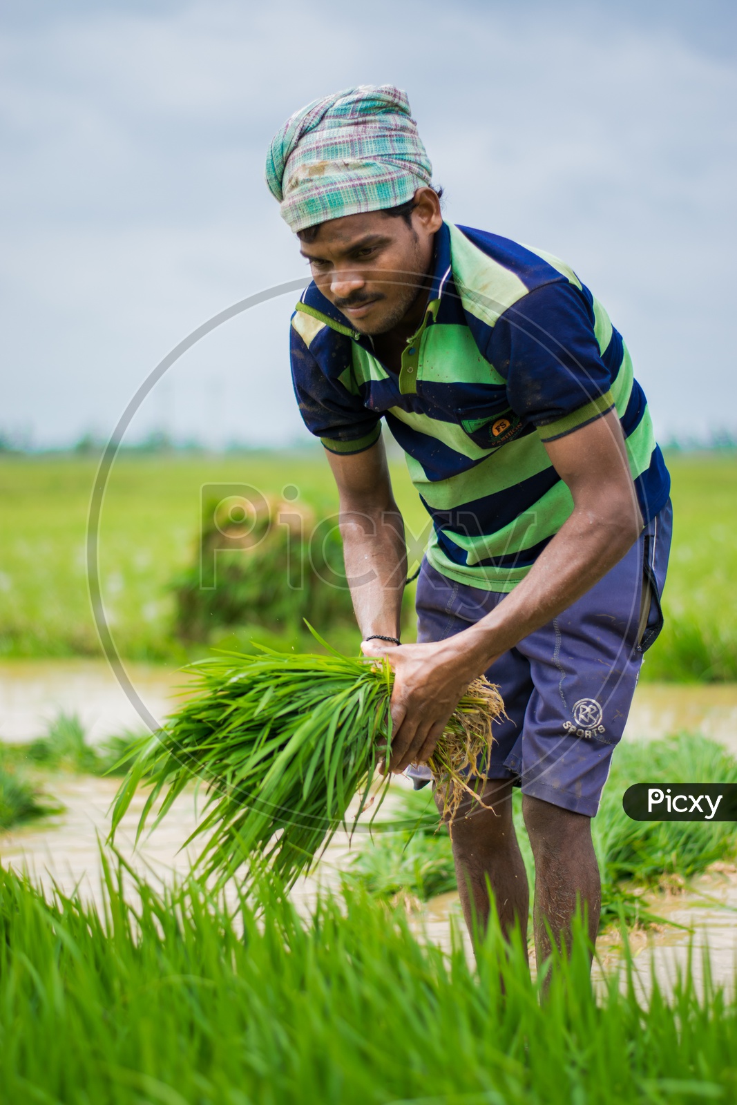 Farmer planting rice in paddy field