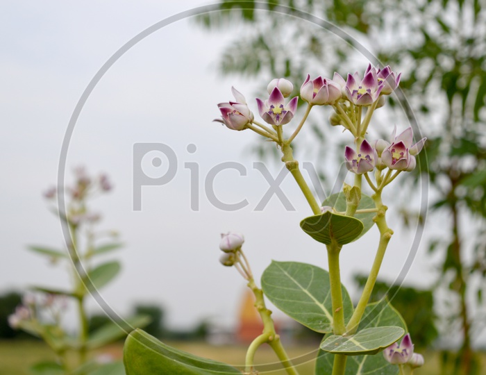 giant milkweed