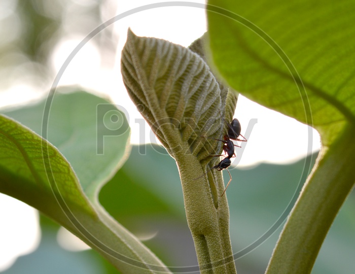 teak wood leaf.ant on teak wood leaf
