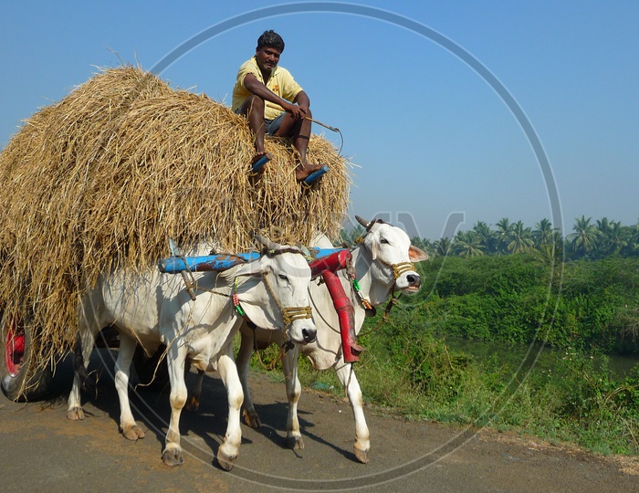 Bullock cart carrying haystack