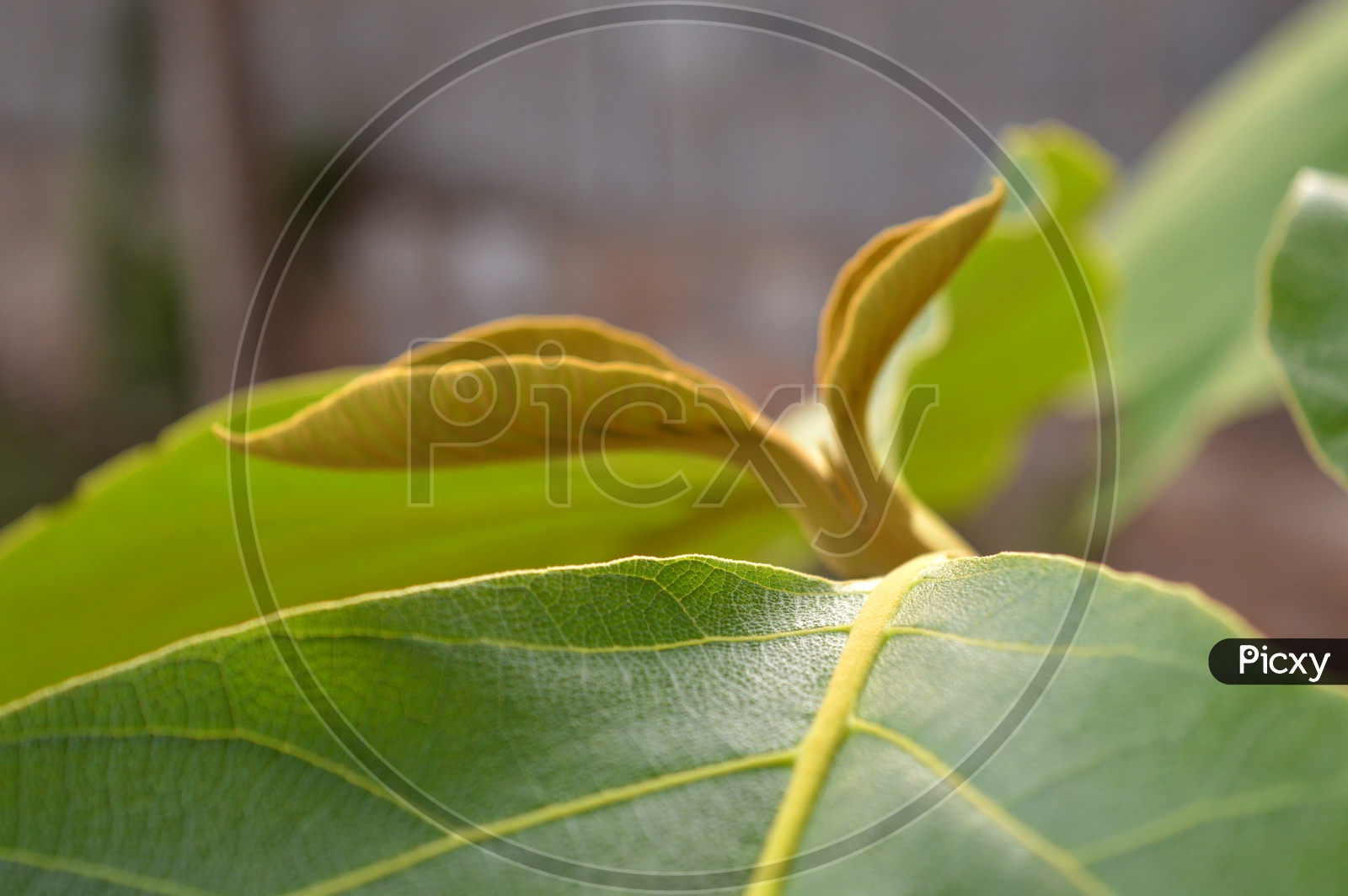 teak wood leaf