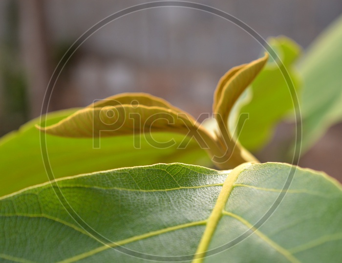 teak wood leaf