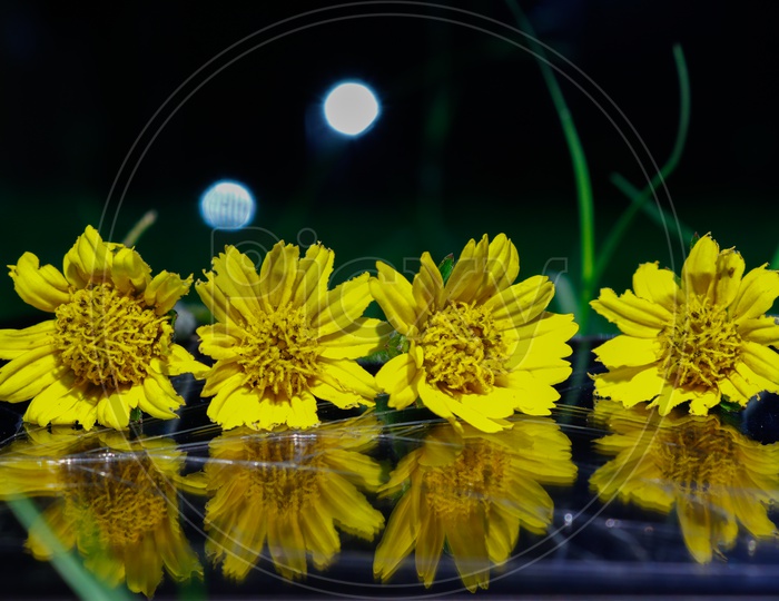 yellow color flowers