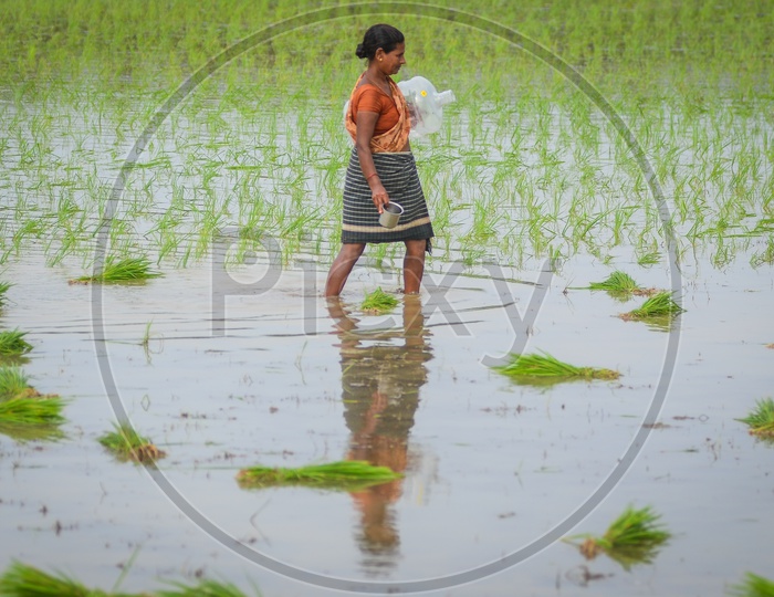 Paddy fields, Agriculture
