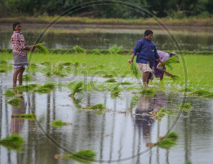 Paddy fields, Agriculture